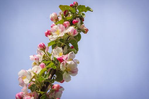 Begin of spring blossom of pear trees in Dutch orchards in april