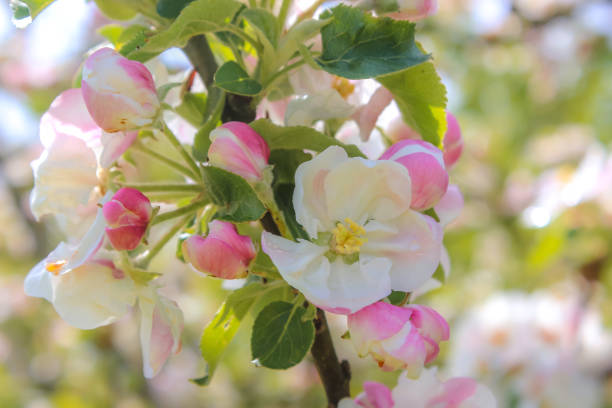 Flowers on crab apple tree
