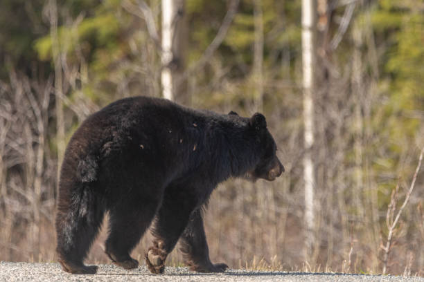 istock Wild bears seen in northern Canada, Yukon during summer time 1506071343