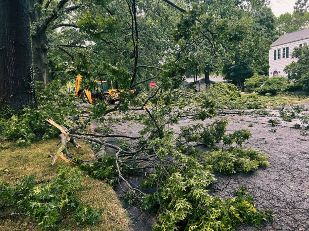 Backhoe Cleaning up Residential Street Following a Severe Weather and Tornado Touchdown Public works crews cleaning up following extreme weather and tornado damage. Large trees have fallen and are blocking a residential street. A yellow backhoe has arrived to assist in recovery and cleanup efforts. Located in Central Illinois, USA. natural disaster stock pictures, royalty-free photos & images