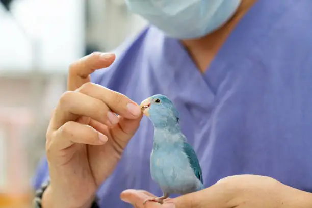 Photo of Parakeet are Exotic Pets. Parakeet Forpus are in the veterinary examination room.