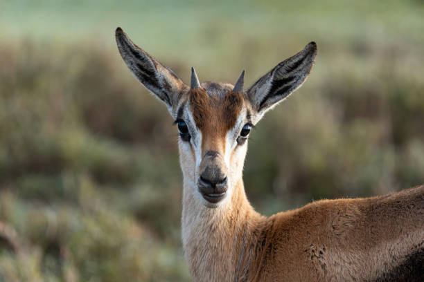 Thomson's Gazelle Headshot