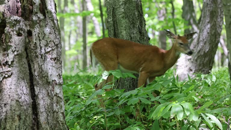 The white-tailed deer (Odocoileus virginianus)