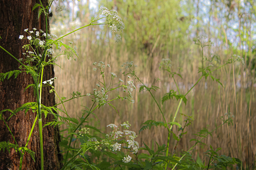 Cow parsley in the park