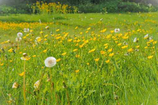 Field of dandelions and buttercups