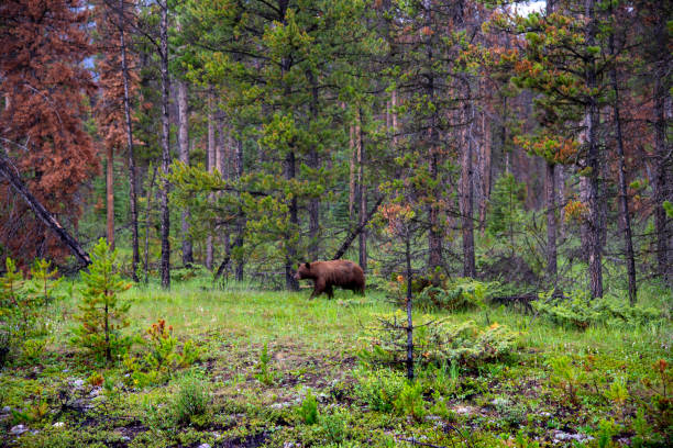 Wild brown bear seen in Canada during summer time with green, lsuh forest in Banff National Park.