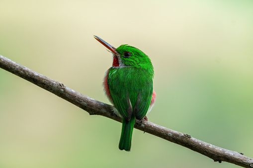 Close-up of a green and red tody bird on a branch - looking to the left. The background is isolated and blurred.