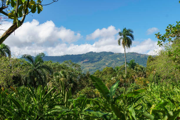 istock Dense tropical jungle foliage gives way to blue sky and a distant mountain 1506087880