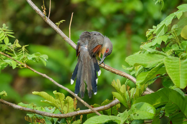 istock Hispaniolan lizard cuckoo perched on a branch with head down to preen extended tail feathers 1506088598