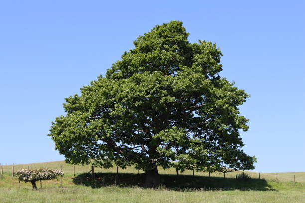 istock Huge ancient oak tree in a green summer meadow against a blue sky 1506098297