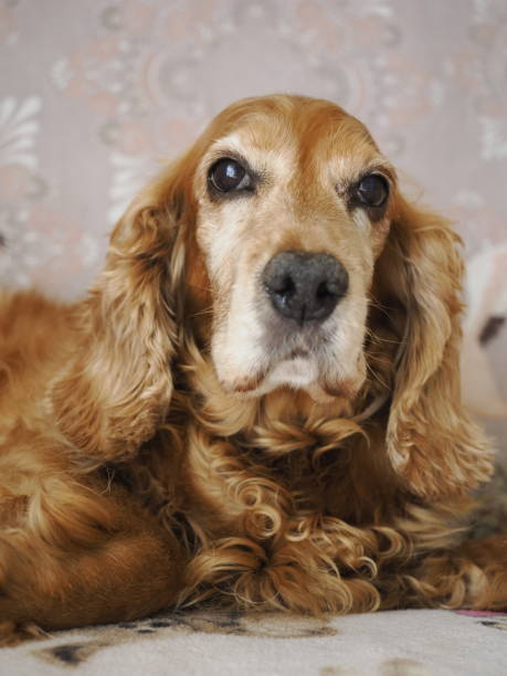 istock Old Dog Portrait 1506103722