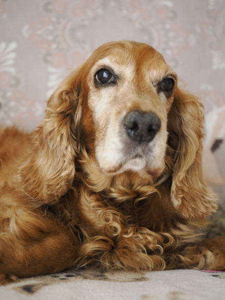 istock Old Dog Portrait 1506104250