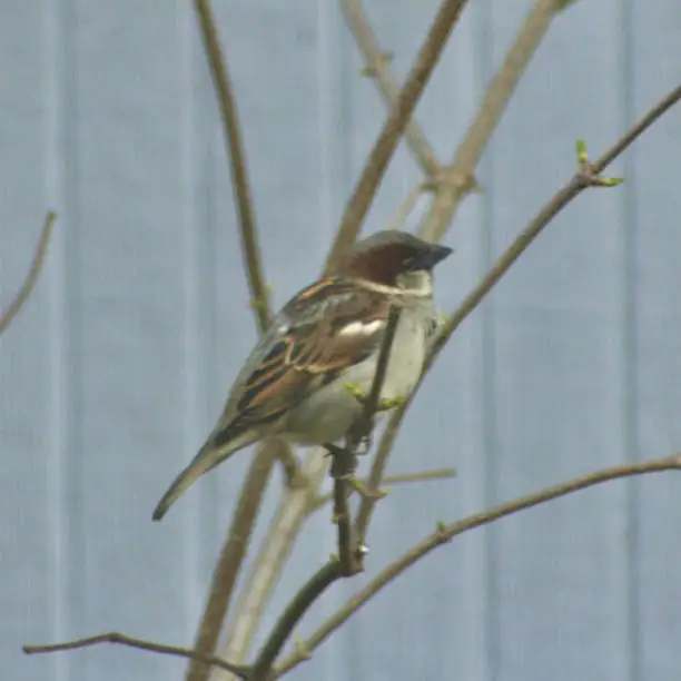 The male House Sparrow is a small colorful, cavity nester that has proven lethal to the Bluebird population in the US.
