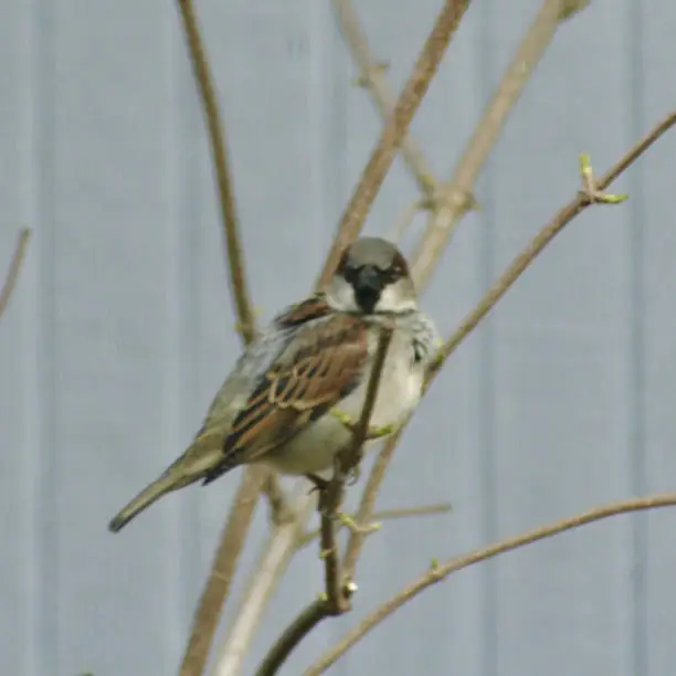 The male House Sparrow is a small colorful, cavity nester that has proven lethal to the Bluebird population in the US.