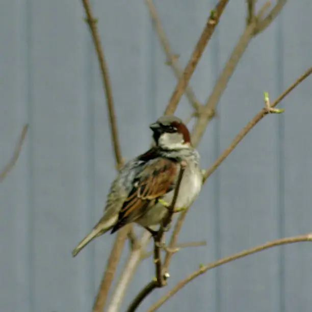 The male House Sparrow is a small colorful, cavity nester that has proven lethal to the Bluebird population in the US.