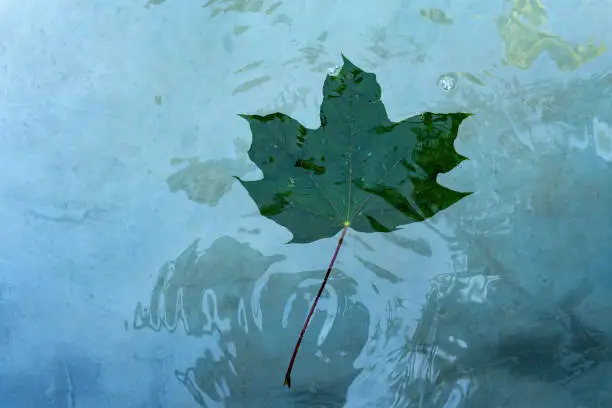 A green maple leaf on the surface of the water that floats.