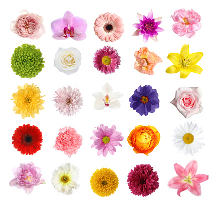 Set of different beautiful flowers on white background