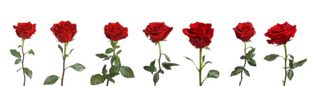 istock Set of beautiful red roses on white background 1506166456