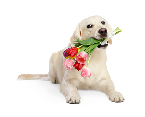 Cute Labrador Retriever with beautiful tulip flowers on white background