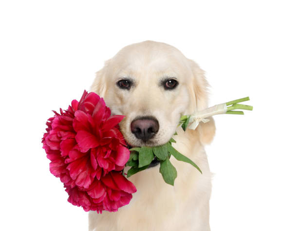 istock Cute Labrador Retriever with beautiful peony flowers on white background 1506167531