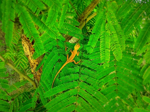 Oriented garden lizard on a green leaf