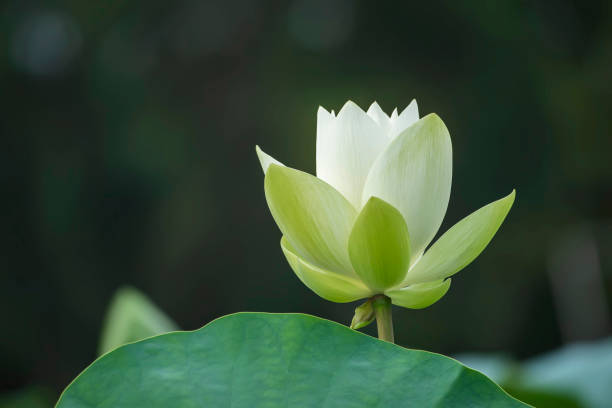 White lotus flower White lotus flower white lotus stock pictures, royalty-free photos & images