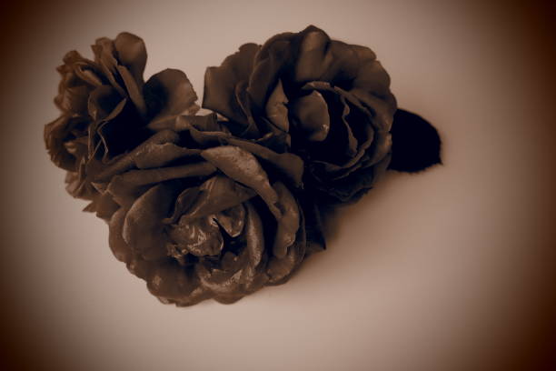 Three Sepia Brown Roses tone. White background, dark vignetting on the edges. Please accept our condolences. Mourning or an expression of regret