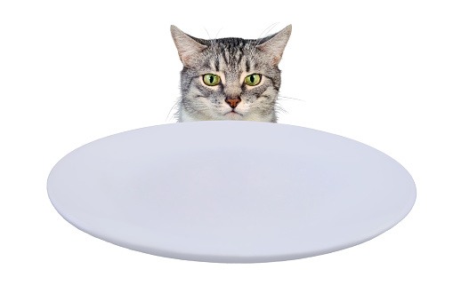 Sad cat sitting in front of a table with an empty bowl, isolated on a white background. Human food is harmful to animals, isolated on a white background. Frustrated pet