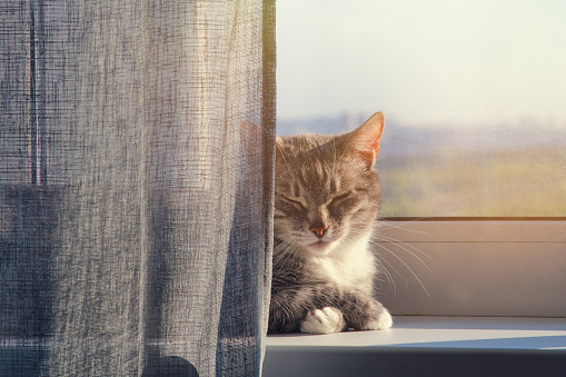 Adult pet sleeps on the windowsill in the light of the warm sun. Senior cat is lying on the window sill in the sunlight