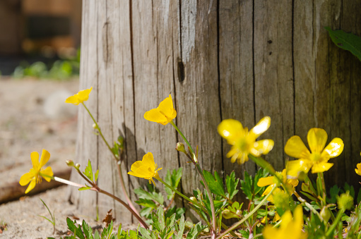 Small yellow buttercup flowers on the background of a wooden stump. High quality photo