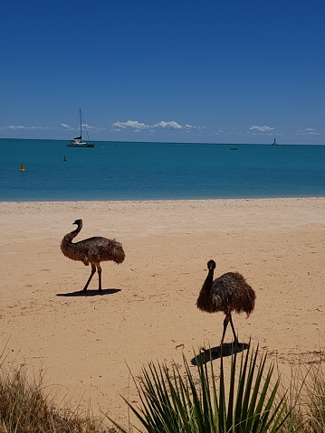 2 Australian Emu's wandering along Shark Bay beach