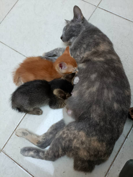 istock The mother cat is nursing 1506297088