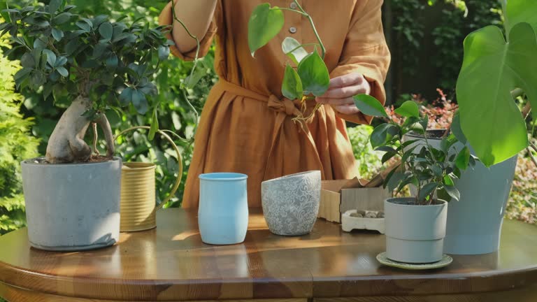 Woman plants epipremnum cuttings in flower pot. Gardening concept.