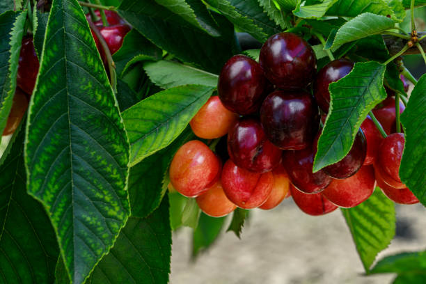 istock Close-up of Ripening Bing Cherries On Tree 1506343115