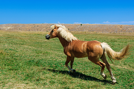 The bay horse gallops on the grass