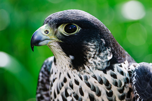 Close-up of captive Peregrine Falcon (Falco peregrinus).\n\nTaken in the Watsonville, California, USA.