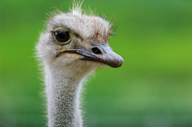 istock Close-up Head Shot of Captive Ostrich 1506343172