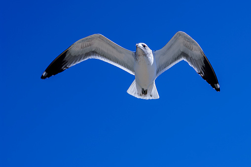 Underside view California Gull (Larus californicus) flying over California Coast.

Taken in Santa Cruz, California, USA.