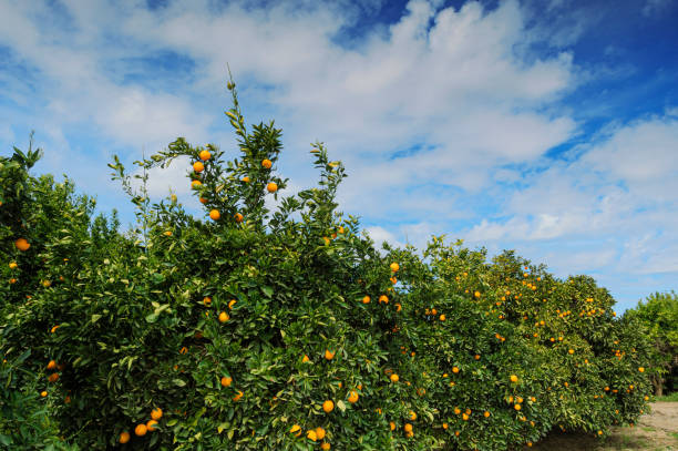 istock Medium Image of Navel Orange Orchard 1506343190