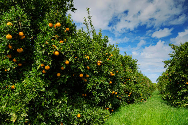 istock Medium Image of Navel Orange Orchard 1506343194