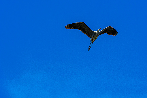 Great Blue Heron in flight heading to tree top nest.

Taken in Elkhorn Slough, California, USA