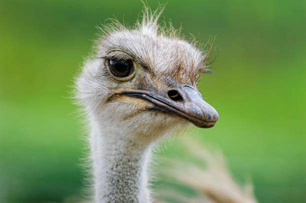istock Close-up Head Shot of Captive Ostrich 1506343725