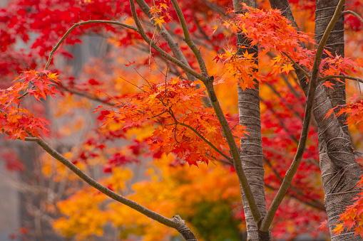 colorful autumn leaves.