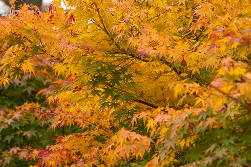 Japanese Maple, Autumn leaves in Japan.