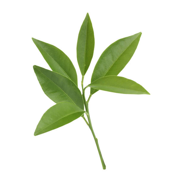 istock Close up a fresh green leaves branch 1506399637