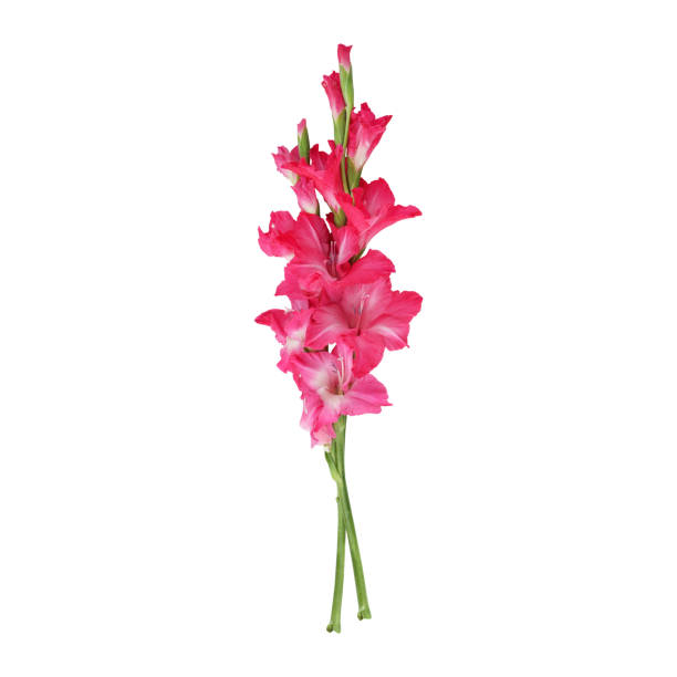chiudi un bellissimo fiore di gladiolo rosa steli - gladiolus single flower stem isolated foto e immagini stock