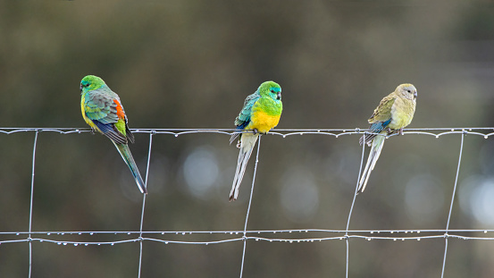 Red rumped parrots perched on a wire fence