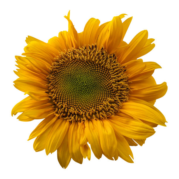 istock Close up a beautiful sunflower 1506413119