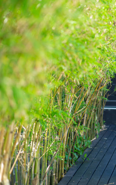 istock Bamboo forest and green meadow with natural light in blurred form. Green bamboo and bamboo with bokeh in natural forest natural pattern view of leaves on blurred green background 1506427328