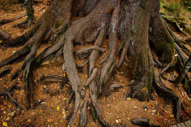 The roots of a huge tree stick out. Autumn forest.
